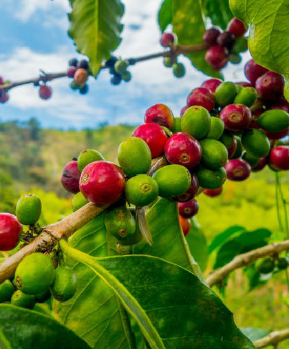 Latin American coffee beans